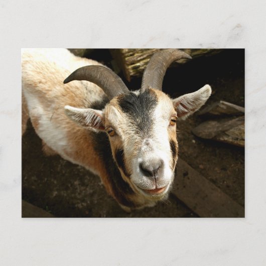 Ziege Postkarte (Vorderseite)