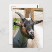 ZIEGE POSTKARTE (Vorne/Hinten)