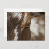 Ziege Postkarte (Vorne/Hinten)