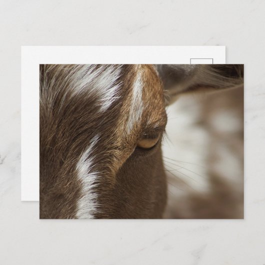 Ziege Postkarte (Vorne/Hinten)