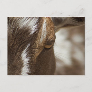 Ziege Postkarte