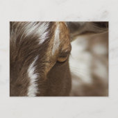 Ziege Postkarte (Vorderseite)