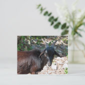 Ziege Postkarte (Stehend Vorderseite)