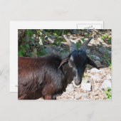 Ziege Postkarte (Vorne/Hinten)