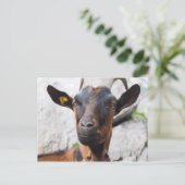 Ziege Postkarte (Stehend Vorderseite)