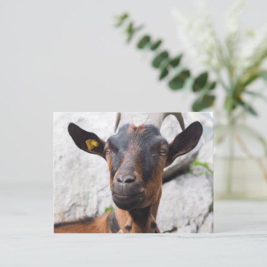 Ziege Postkarte (Stehend Vorderseite)
