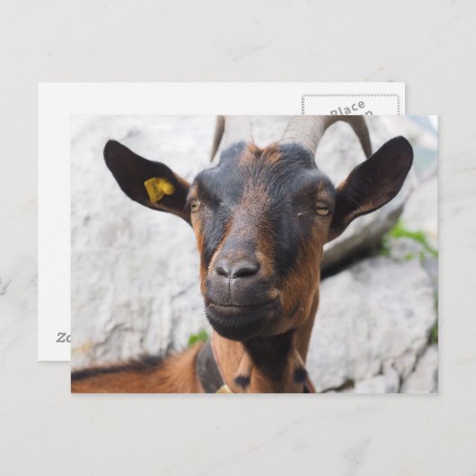 Ziege Postkarte (Vorne/Hinten)