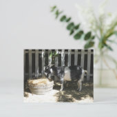 Ziege Postkarte (Stehend Vorderseite)