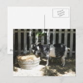 Ziege Postkarte (Vorne/Hinten)