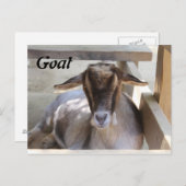 Ziege Postkarte (Vorne/Hinten)