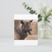 Ziege Postkarte (Stehend Vorderseite)