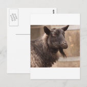 Ziege Postkarte (Vorne/Hinten)