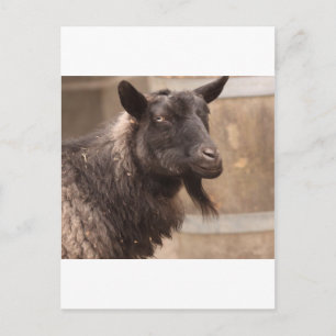 Ziege Postkarte