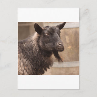 Ziege Postkarte
