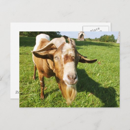 Ziege - Postkarte (Vorne/Hinten)