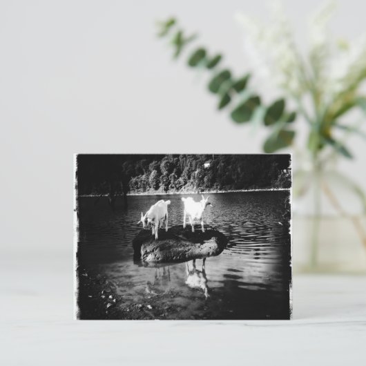 Ziege Power Postkarte (Stehend Vorderseite)