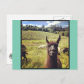 Ziege Power Team Postkarten (Vorne/Hinten)