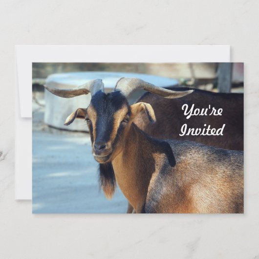 Ziege Schwarzen Braunen Foto Geburtstag Einladung (Vorderseite)