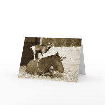 Ziege Stehend auf Pferd