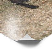 Ziege Stehend bei Hay Feeder auf einer Landkreis-M Fotodruck (Ecke)