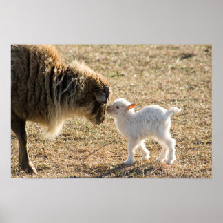 Ziege und ihr Baby Print Poster