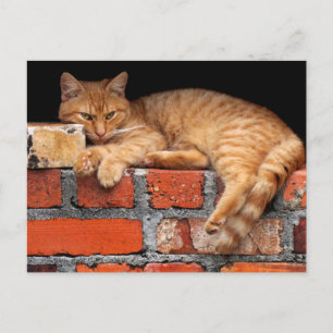 Ziegelmauer Postkarte