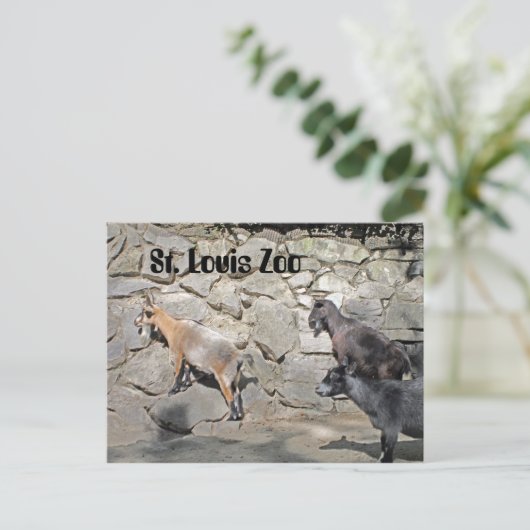 Ziegen an einer Mauer Postkarte (Stehend Vorderseite)