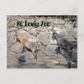 Ziegen an einer Mauer Postkarte (Vorderseite)