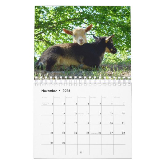 Ziegen auf Bauernhof-Kalender des Gras-KNS Kalender (Nov 2026)