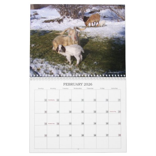 Ziegen auf der Ranch Kalender (Feb 2026)