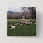 Ziegen auf einem Klotz Button (Vorderseite)