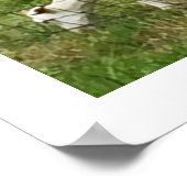 Ziegen auf einem landwirtschaftlichen Betrieb Poster (Ecke)