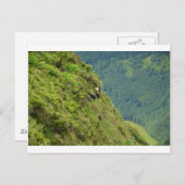 Ziegen auf einem sehr steilen Hang Postkarte (Vorne/Hinten)