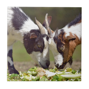 Ziegen, die Gemüse essen Fliese