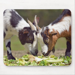 Ziegen, die Gemüse essen Mousepad