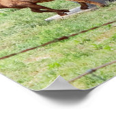 Ziegen Foto Poster (Ecke)