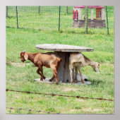 Ziegen Foto Poster (Vorne)