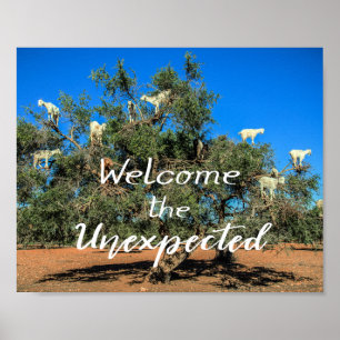 Ziegen in Bäumen begrüßen die unerwarteten Poster