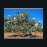 Ziegen in Bäumen Marokko Postkarte<br><div class="desc">Die sonnige Szene in Marokko von Ziegen in einem Arganbaum.  Foto auf dem Weg nach Essaouira,  Marokko.</div>