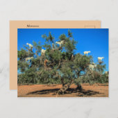 Ziegen in Bäumen Marokko Postkarte (Vorne/Hinten)