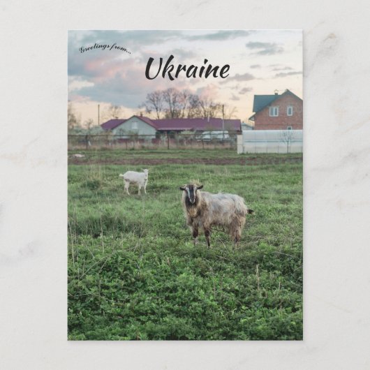 Ziegen in Kropyvnyk Ukraine Postkarte (Vorderseite)