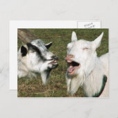 Ziegen Postkarte (Vorne/Hinten)