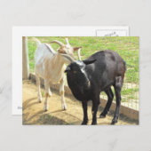 Ziegen Postkarte (Vorne/Hinten)