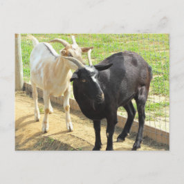 Ziegen Postkarte