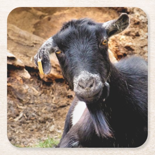 ZIEGEN RECHTECKIGER PAPPUNTERSETZER (Vorderseite)