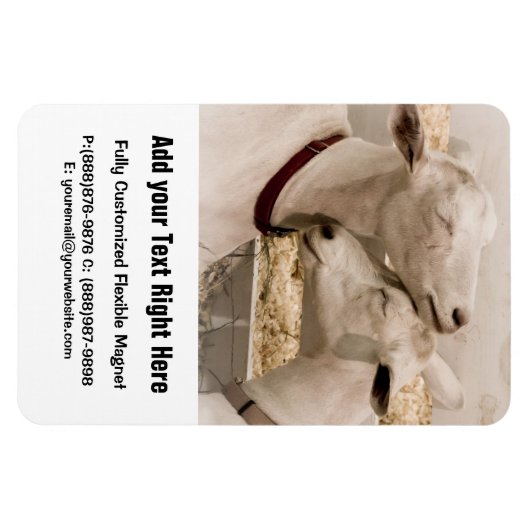 Ziegen schnuppern magnet (Horizontal)