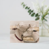 Ziegen schnuppern postkarte (Stehend Vorderseite)