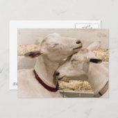 Ziegen schnuppern postkarte (Vorne/Hinten)