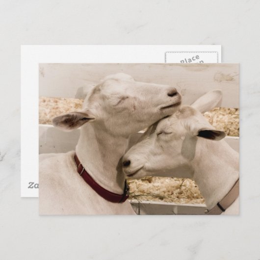 Ziegen schnuppern postkarte (Vorne/Hinten)