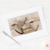 Ziegen schnuppern rechteckiger aufkleber (Umschlag)